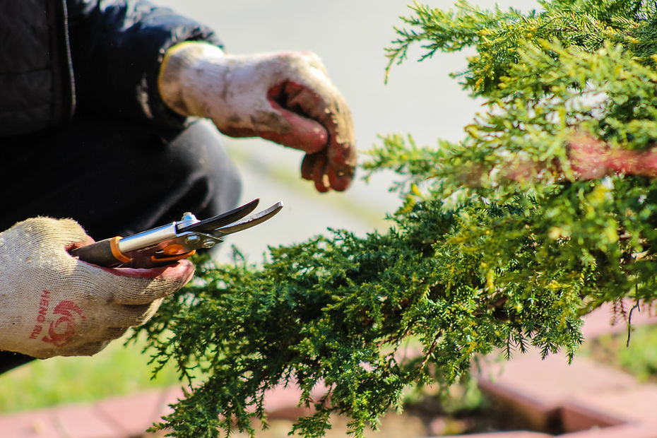 Pruning A Tree