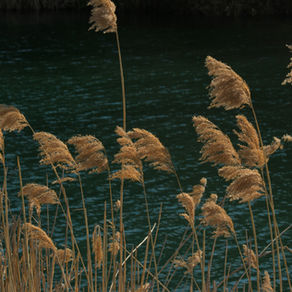 Morning Sermon: By the River Bank 