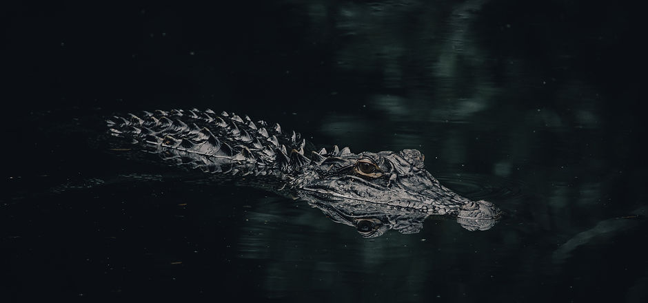 Image by Mark Shideler