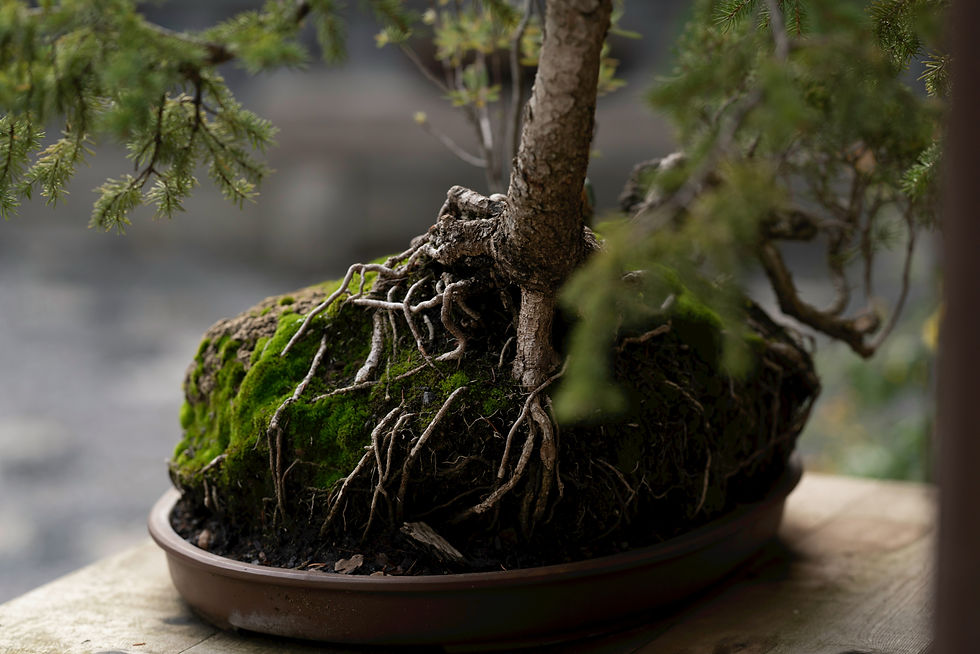 Bonsai - Image by Ian