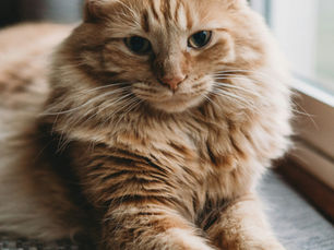 Mon chat perd ses poils : normal ou inquiétant ?