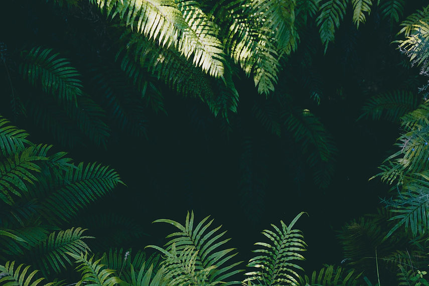Image by Yoal Desurmont