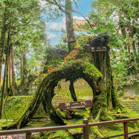 Three Generation Tree inside Alishan National Forest Area's Historic Trees in Chiyahi, Taiwan