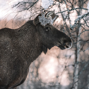 Moose in the woods