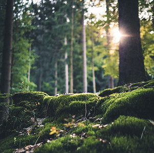 Image by Fabian Wiktor