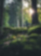 Waldboden in Tisens