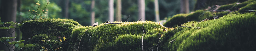 Image by Fabian Wiktor