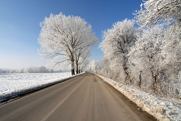 Frosted Trees and Snow Field Beside Road