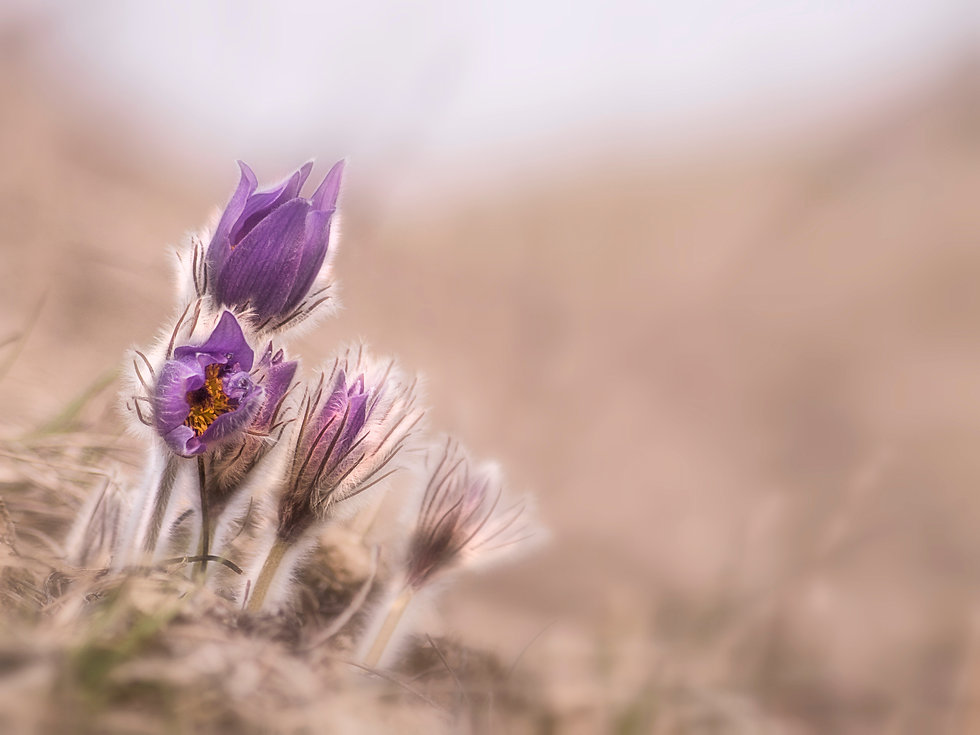 Image by Erzsébet Vehofsics