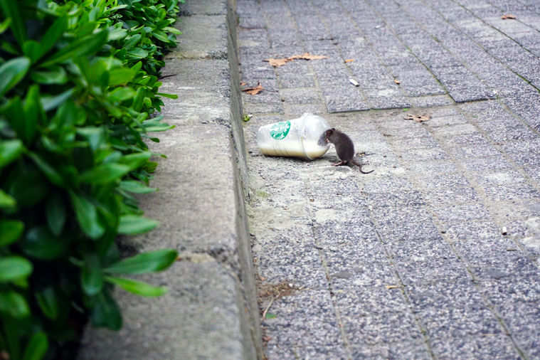 Blondet Thomas: dératisation, traitement contre les rats, mulots, souris dans le Loiret près d'orleans