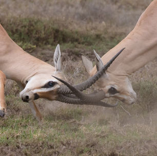 två hjortar fightas med horn