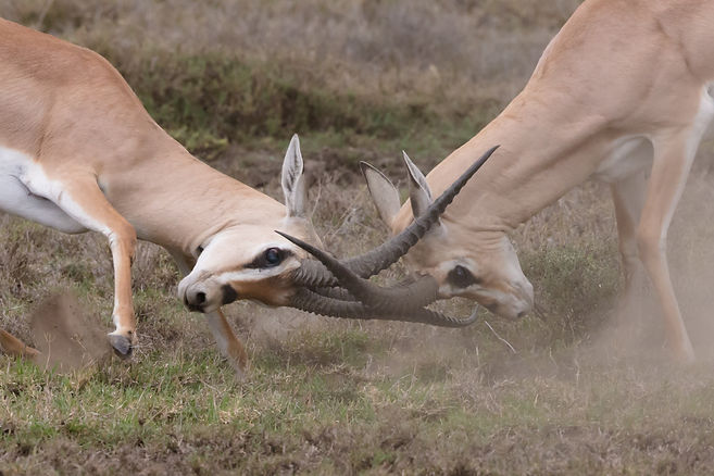 horn fighting