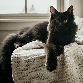 Image by Alexander McFeron