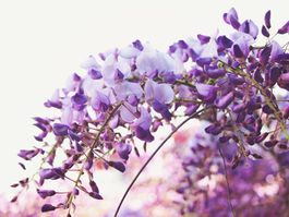 The Best Places for Wisteria Hysteria in London - Camden