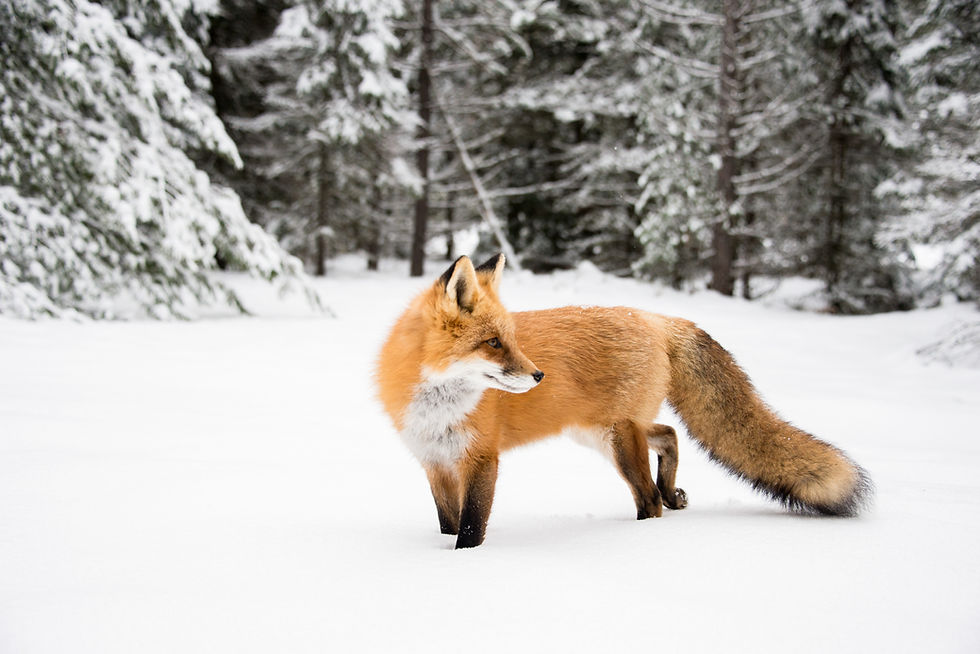 Image by Amanda Frank