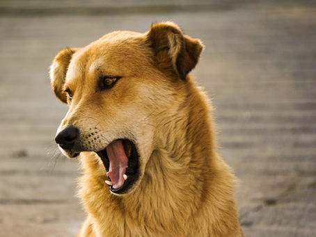 Are you afraid your dog will bite one day? Free help for dog owners!