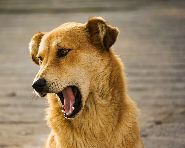 golden dog with open mouth