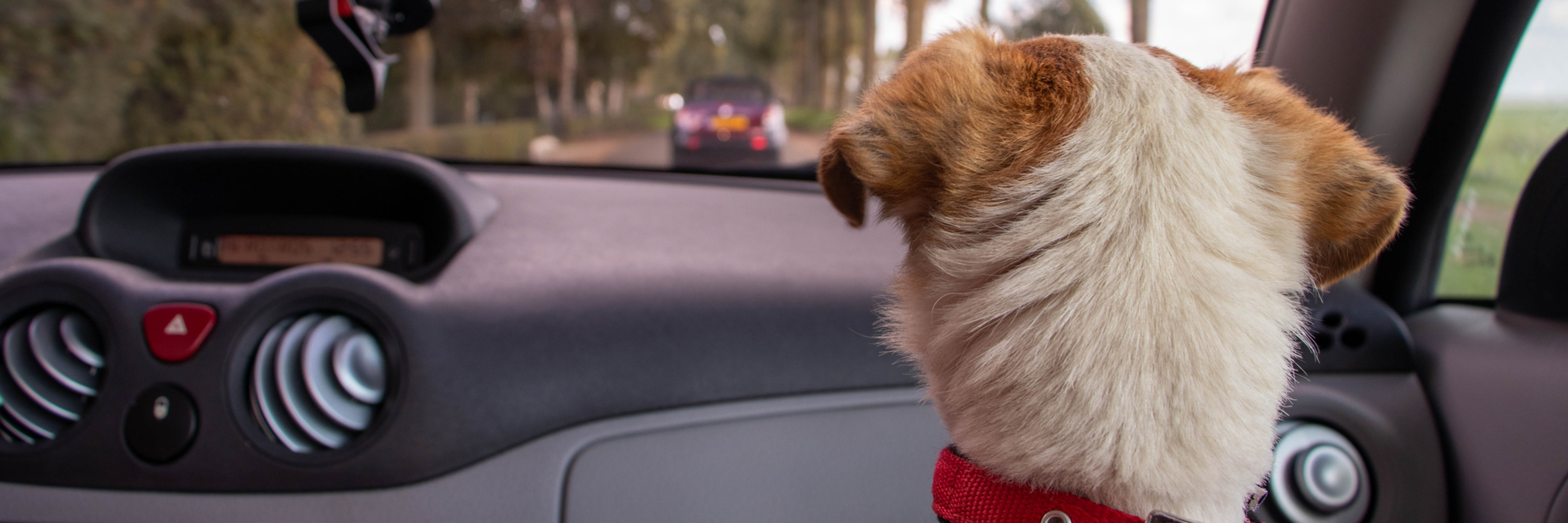 Chien au collier rouge regardant par le pare-brise depuis une voiture, route bordée d’arbres devant lui.