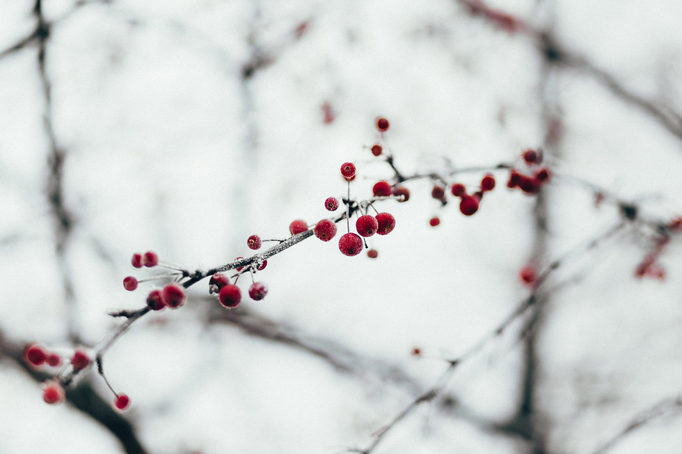Strauch mit vereisten roten Beeren im Winter