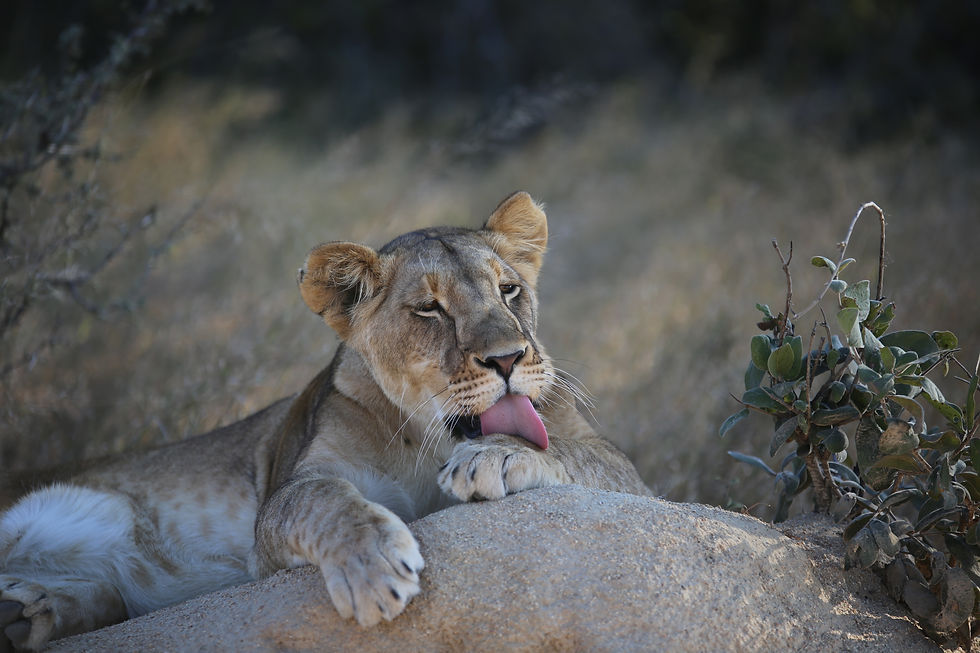 Lion Hwange National Park