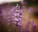 Image by Bia Octavia