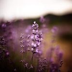 Relaxing, elegant, natural corporate fragrance, OlyScent