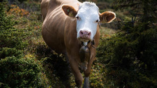 10 Amazing Facts About Cattle