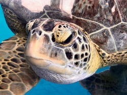 Texas State Aquarium