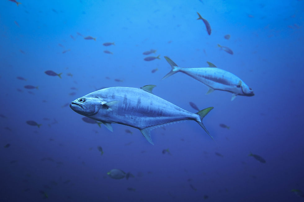 a school of tuna fish