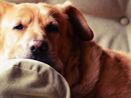 Hund ist entspannt auf dem Sofa