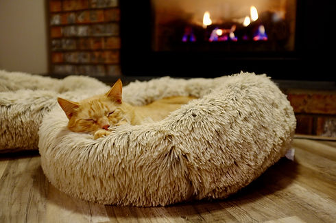 cat relaxing by fire