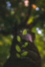 Image de Taha Mazandarani