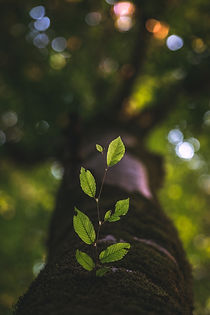 Image by Taha Mazandarani
