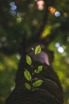 Image by Taha Mazandarani