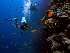 Scuba Diving in Sri Lanka: Wrecks, Reefs and Everything Below the Surface
