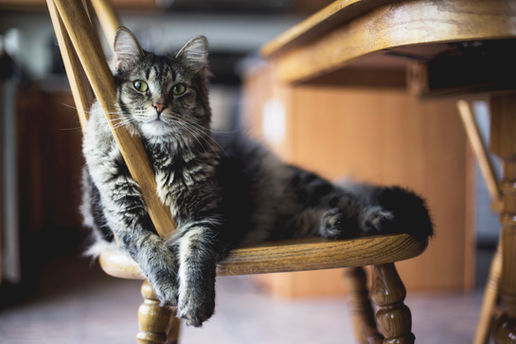 Fluffy cat with green eyes lounges on a wooden chair indoors, with a warm-toned background. The cat looks relaxed and content.