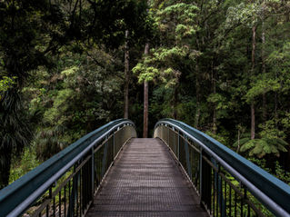 A forest and a bridge