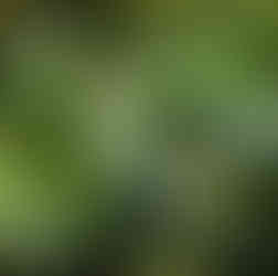 avocados a great nutrition source to support brain health