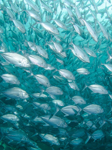 One Fish. Two Fish. Red Fish. Blue Fish.