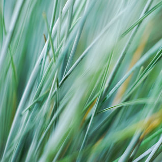 A Guide to Perennial Grasses for Zones 3, 4, & 5