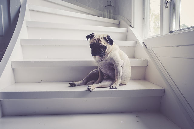 Home Remedies for Managing Anxiety in Dogs with Cuyamaca Animal Hospital Santee Veterinarian