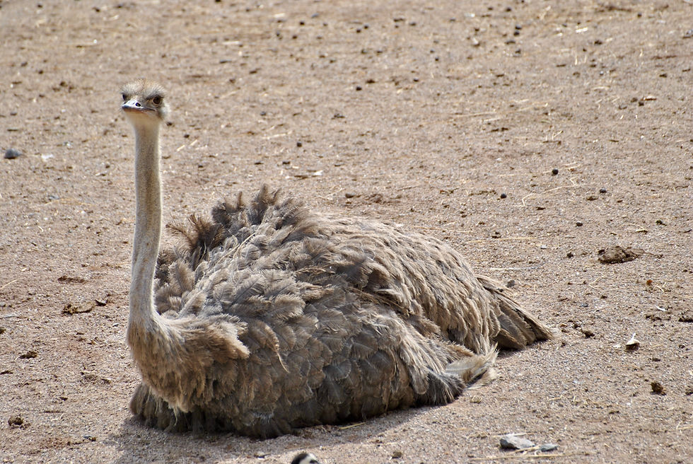 Image of ostrich sitting on nest