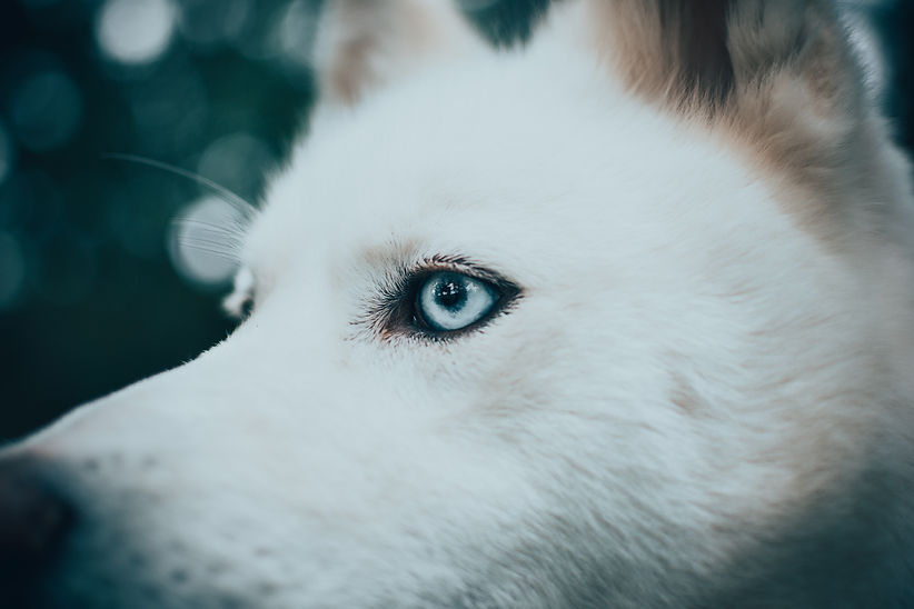 Image by Andriyko Podilnyk