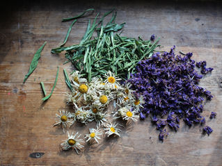 How to dry plants for potent herbal medicine