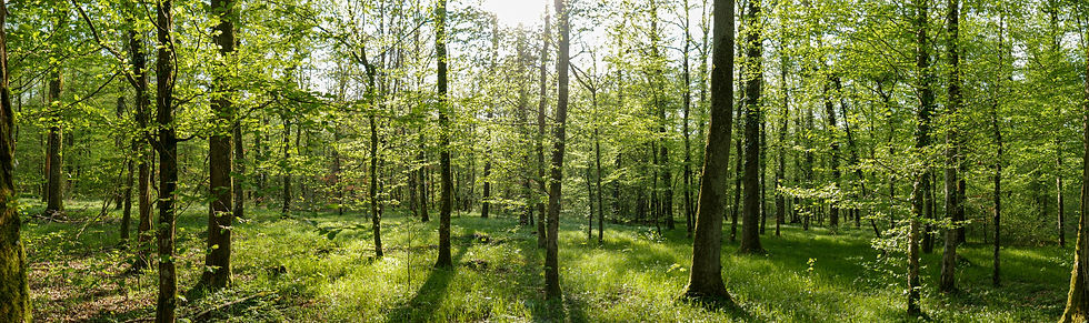 Woodland for Tiny House
