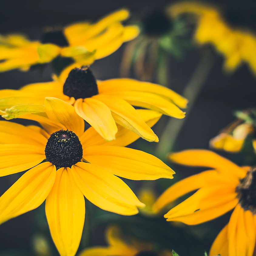 Camp Mack Prairie Flower Walk