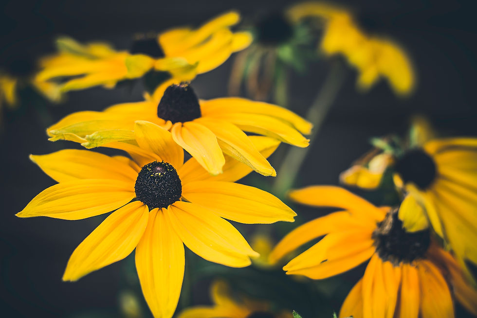 Florboxoxo-flower-meanings-flower-facts-black-eyed-susan-flowers-owen-young