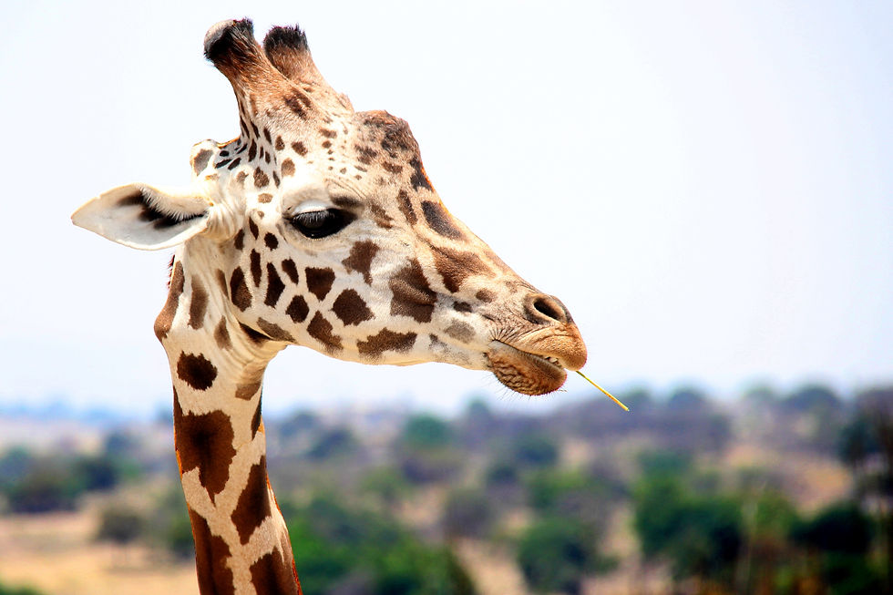 Giraffe eating a piece of grass
