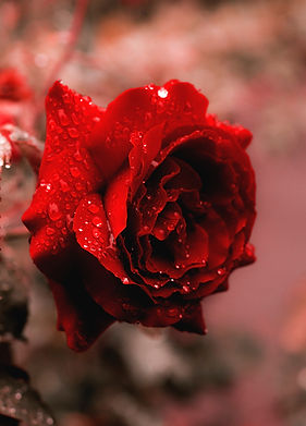 Image by Edward Howell