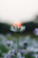 Image by Mohd Aram